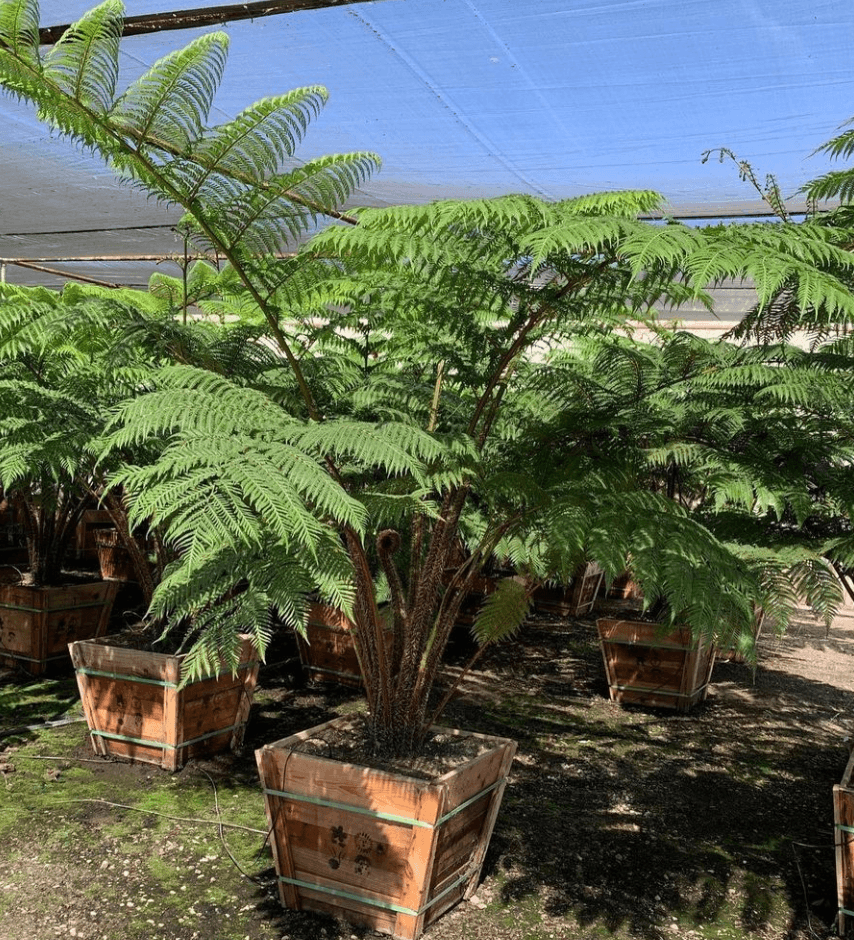 Australian Tree Fern - Alsophila australis - Pulled Nursery
