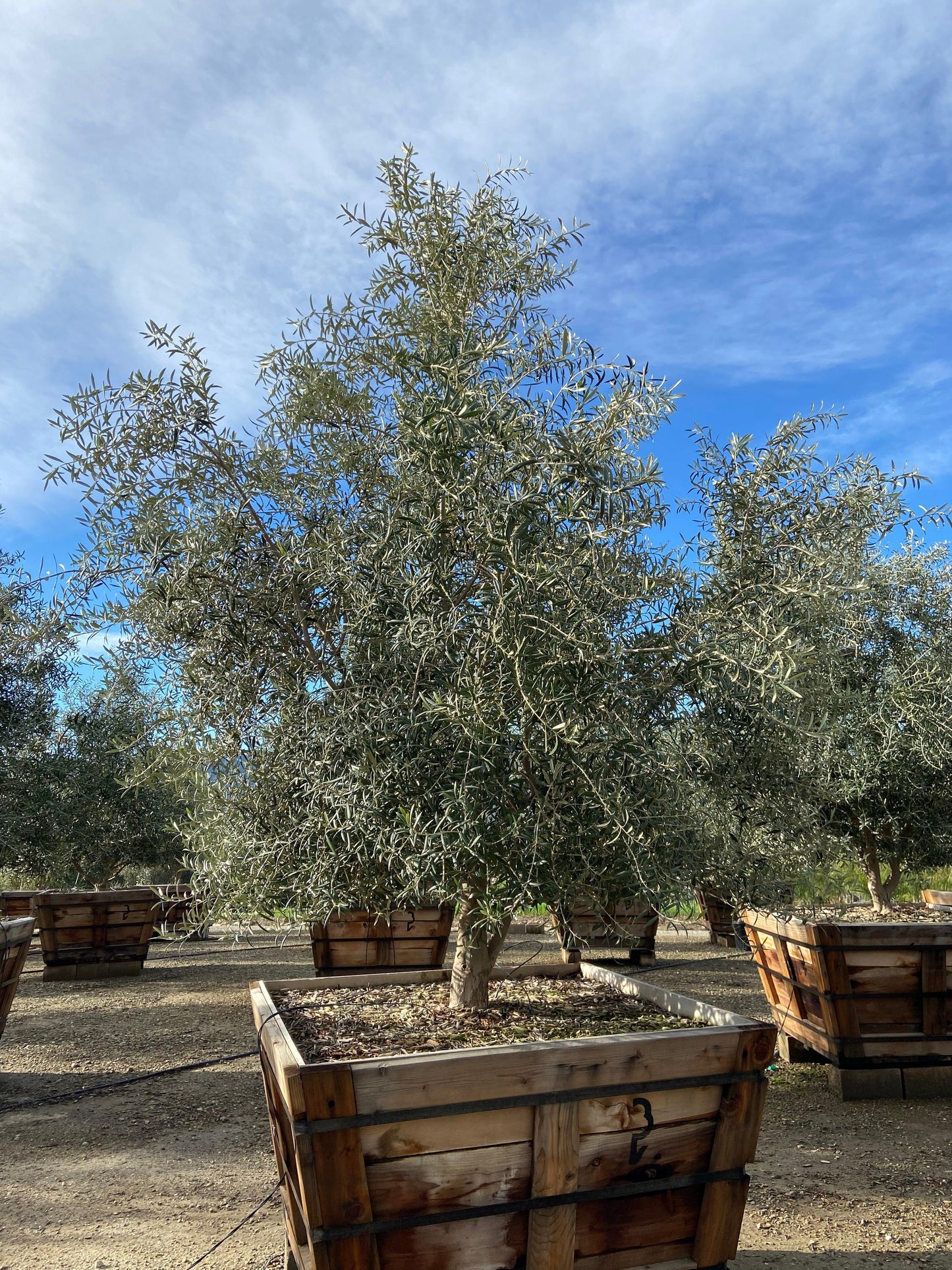 Swan Hill Olives® Fruitless Olive Tree - Olea Europaea 'Swan Hill'