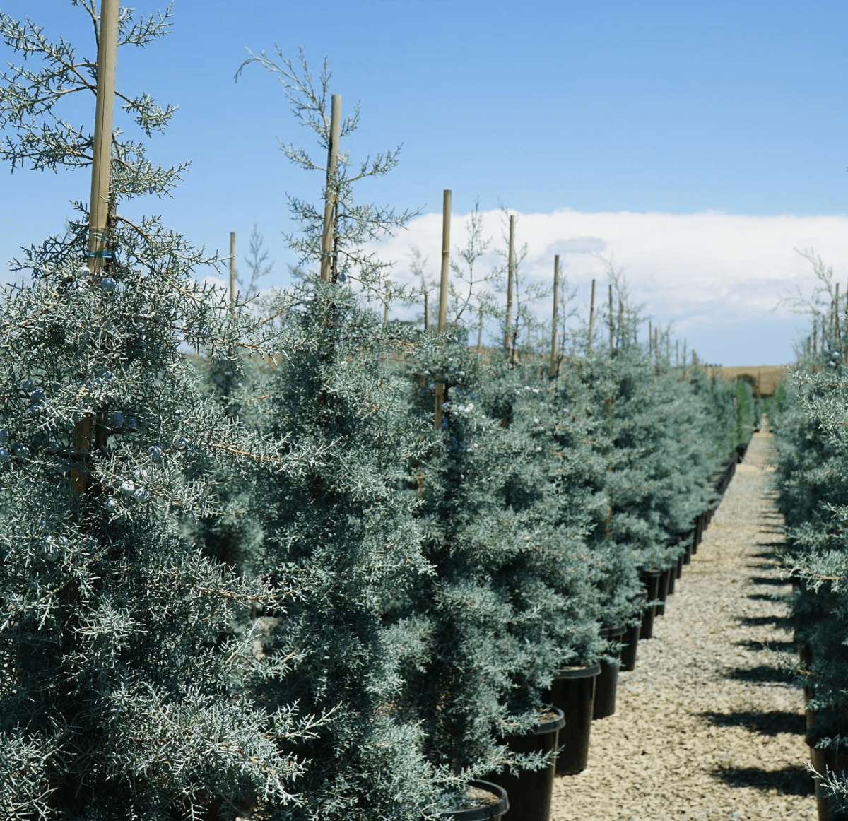 Blue Ice Arizona Cypress - Cupressus arizonica var. glabra 'Blue Ice' - Pulled Nursery