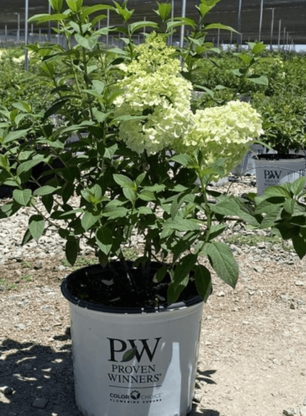 Hydrangea macrophylla ‘White’ - Pulled Nursery