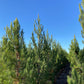 Mondell Pine - Pinus eldarica