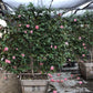 Debutante Camellia - Camellia japonica 'Debutante' - Pulled Nursery