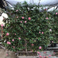 Debutante Camellia - Camellia japonica 'Debutante'