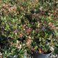 Indian Hawthorn Clara - Rhaphiolepis Indica Clara - Pulled Nursery