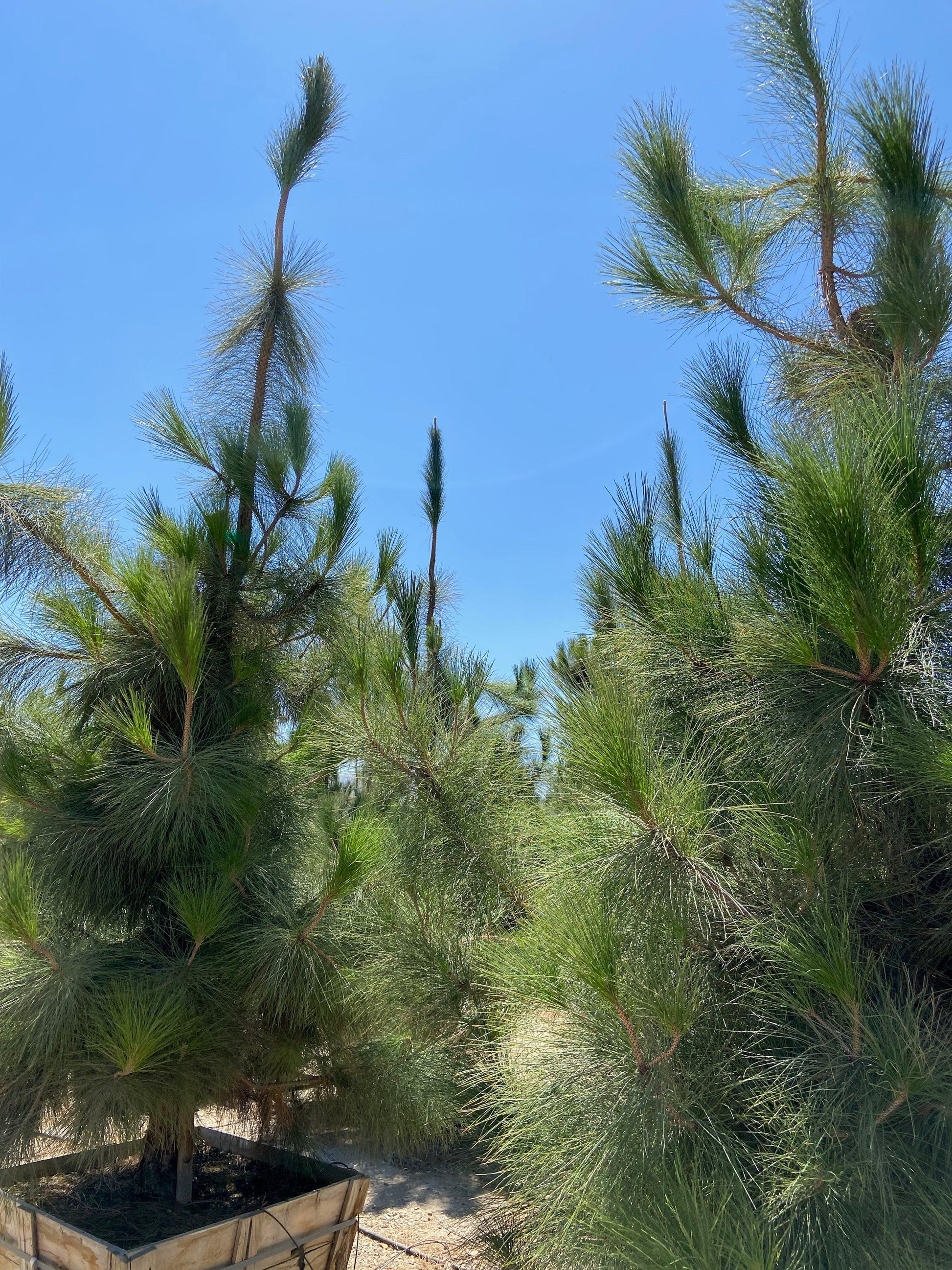 Canary Island Pine (Pinus Canariensis) - Pulled Nursery