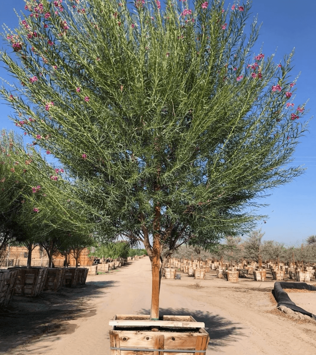 Desert Willow - Chilopsis linearis ‘Burgundy’
