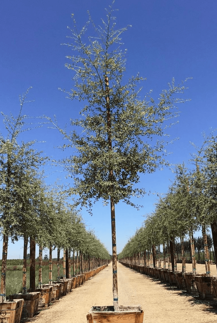 Cork Oak - Quercus Suber