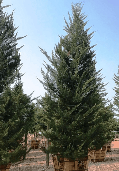 Monterey Cypress - Cupressus macrocarpa