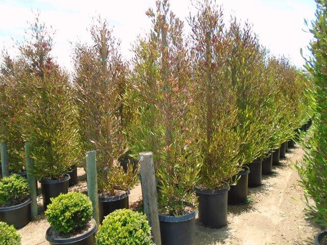 Purple Hopseed Bush - Dodonaea viscosa ‘Purpurea’ - Pulled Nursery