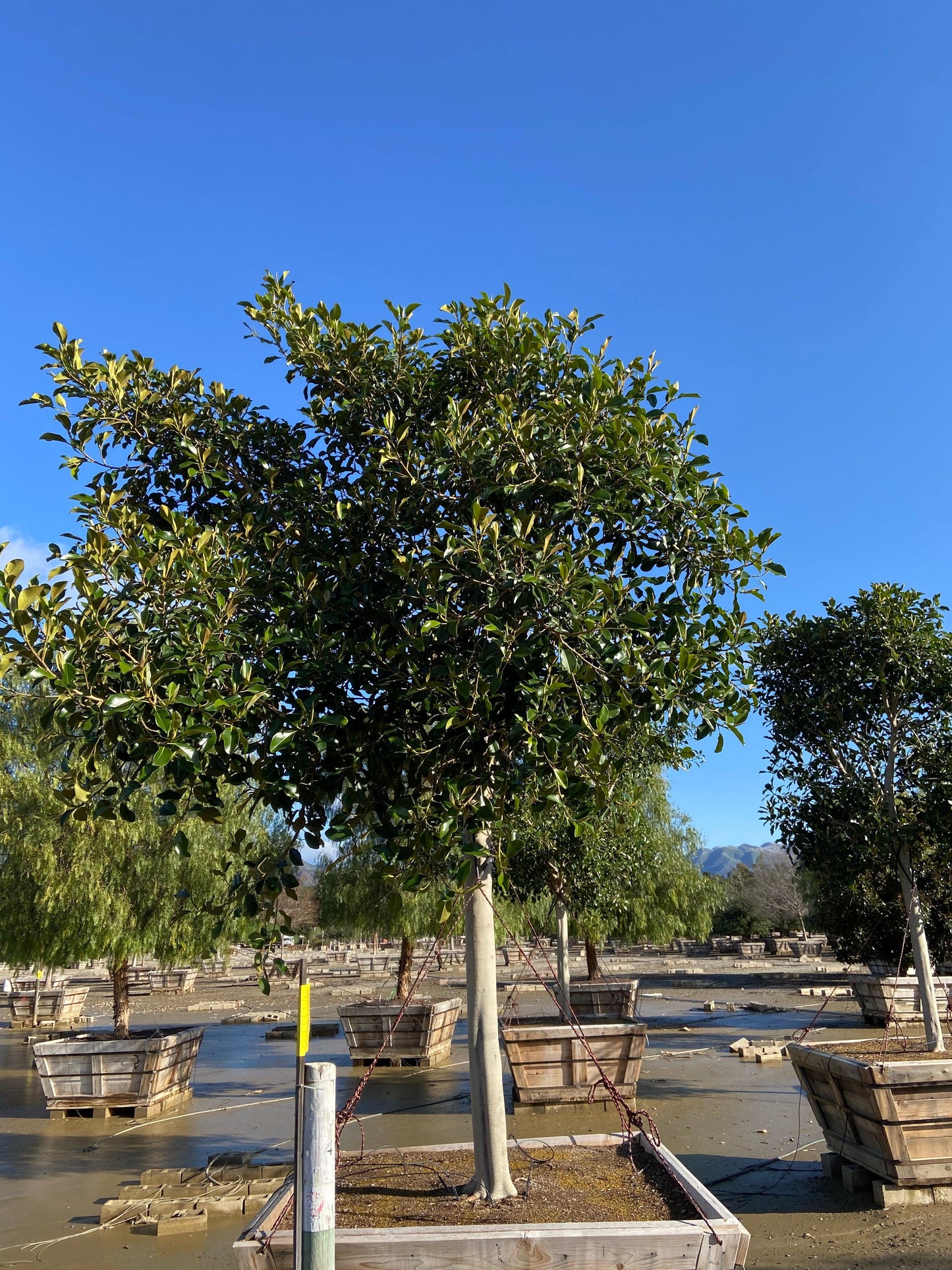Rusty Fig - Ficus Rubiginosa Australis (Apple Store Trees) - Pulled Nursery
