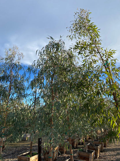 Red Gum - Eucalyptus Camaldulensis