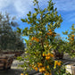 Meyer Lemon Tree - Pulled Nursery