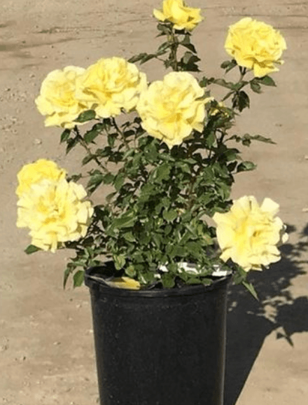 Floribunda Rose Sunsprite - Pulled Nursery