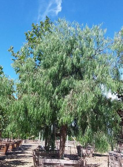 Australian Willow - Geijera parviflora