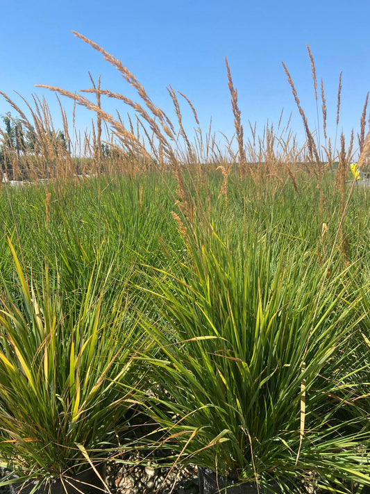 Feather Reed Grass - Calamagrostis Karl Foerster - Pulled Nursery