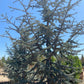Blue Atlas Cedar - Cedrus Atlantica Glauca - Pulled Nursery