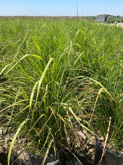 Korean Feather Reed Grass - Calamagrostis Brachytricha