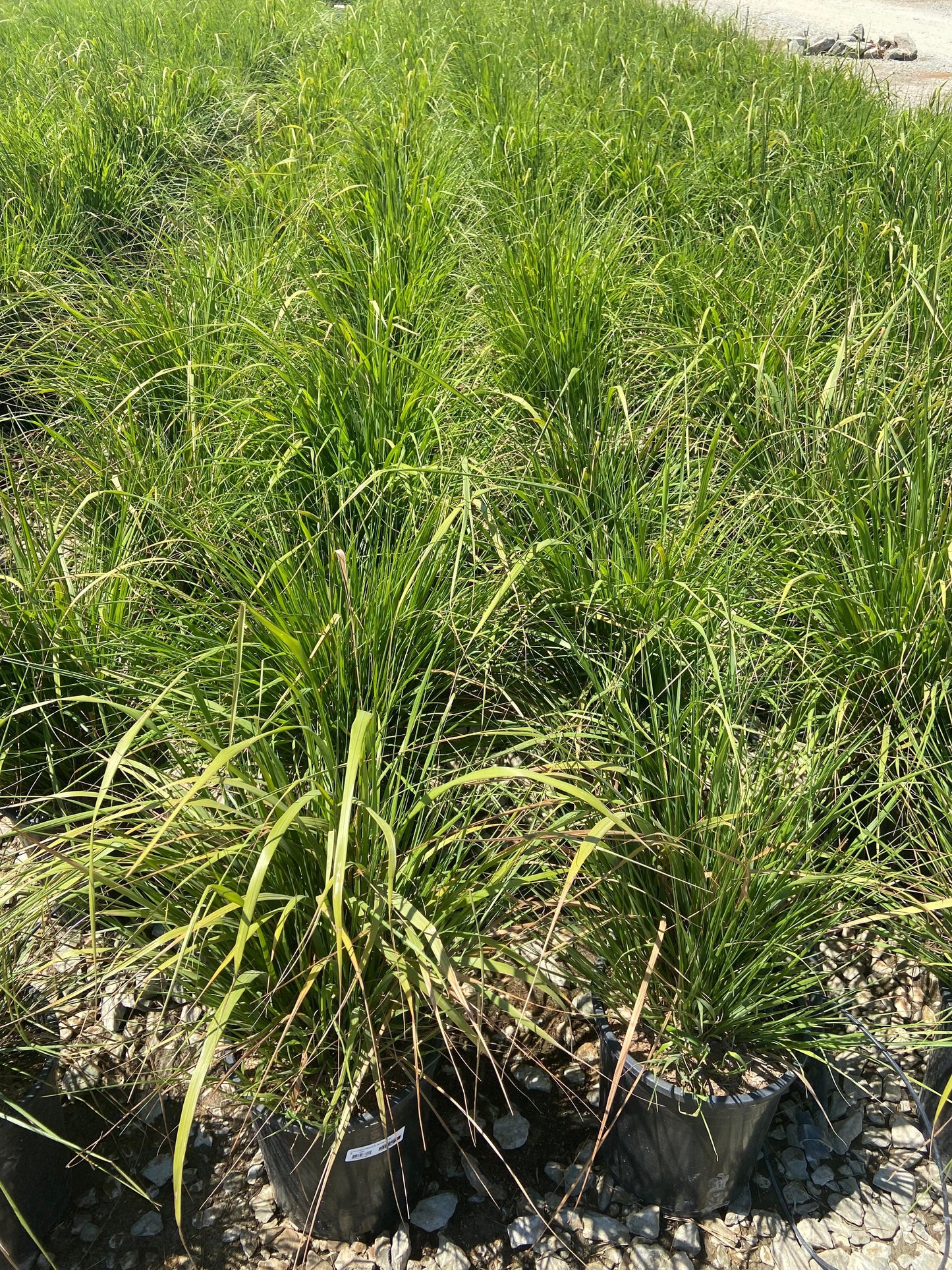 Korean Feather Reed Grass - Calamagrostis Brachytricha - Pulled Nursery