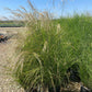 Chinese Silver Grass - Miscanthus Sinensis - Pulled Nursery