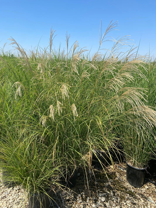 Chinese Silver Grass - Miscanthus Sinensis - Pulled Nursery