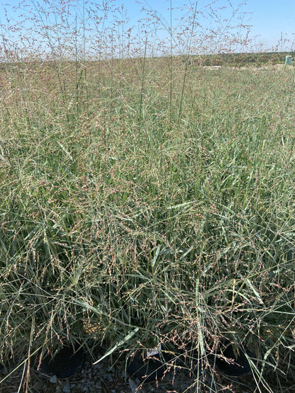 Switch Grass - Panicum Variegatum Prairie Sky - Pulled Nursery