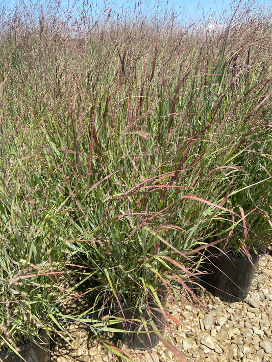 Shenandoah Switch Grass - Panicum Variegatum Shenandoa - Pulled Nursery