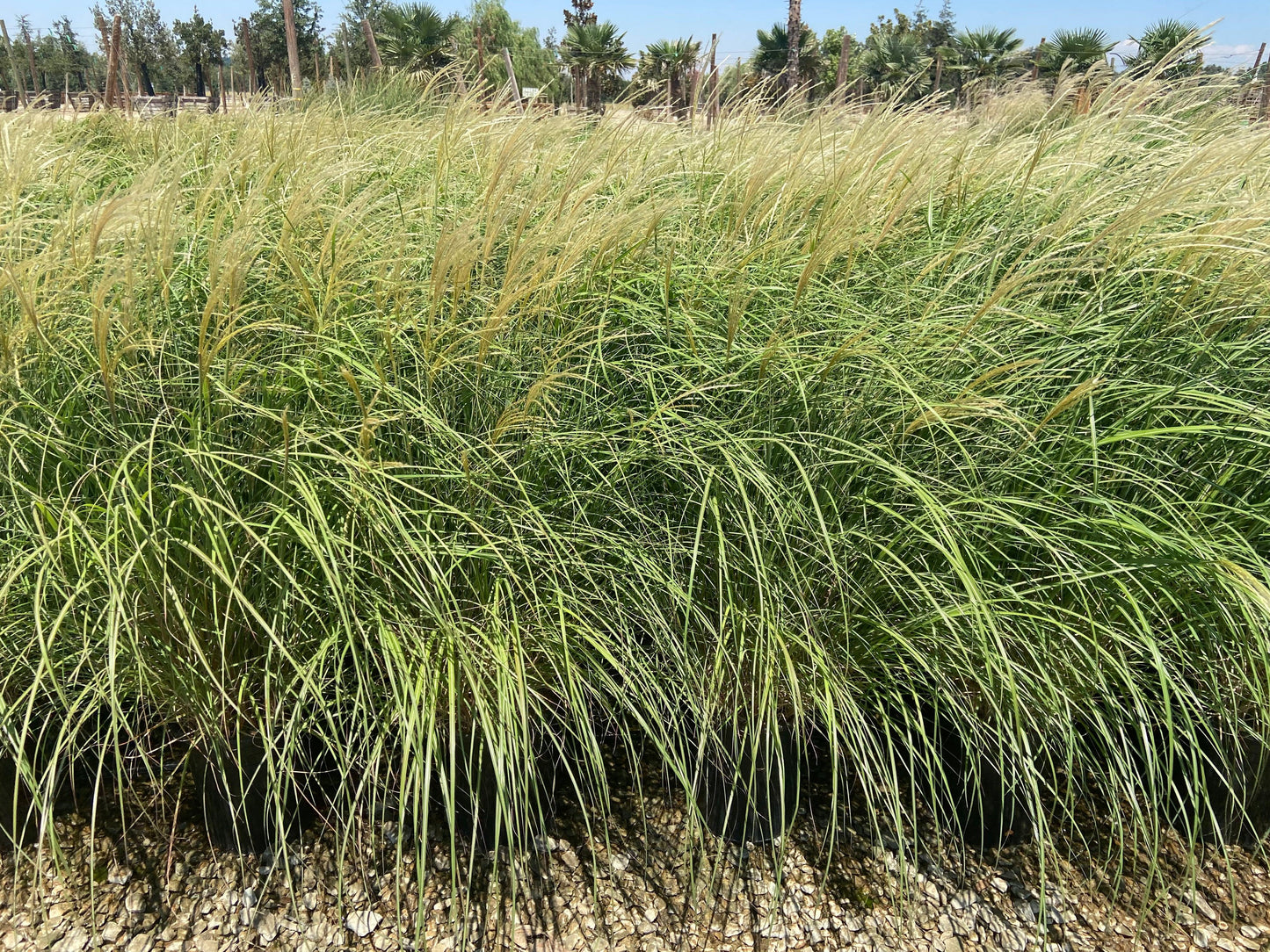 Dwarf Maiden Grass - Miscanthus Sinensis Adagio - Pulled Nursery