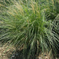 Dwarf Maiden Grass - Miscanthus Sinensis Adagio - Pulled Nursery