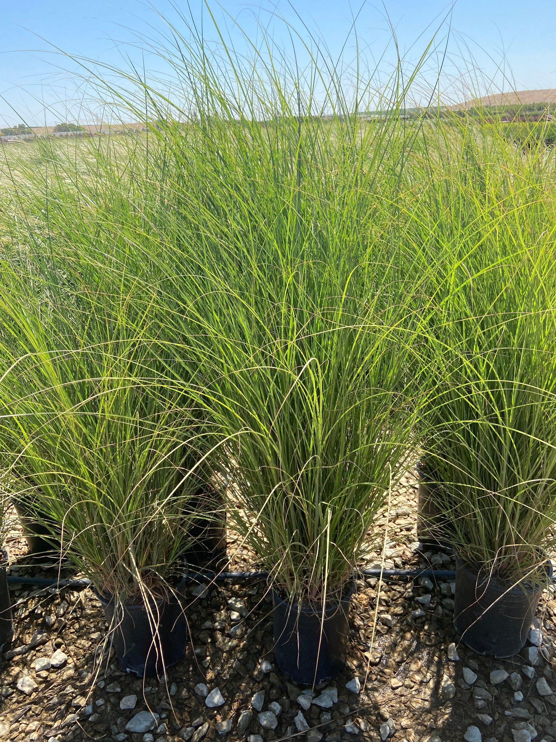 Variegated Maiden Grass - Miscanthus Gracillimus - Pulled Nursery