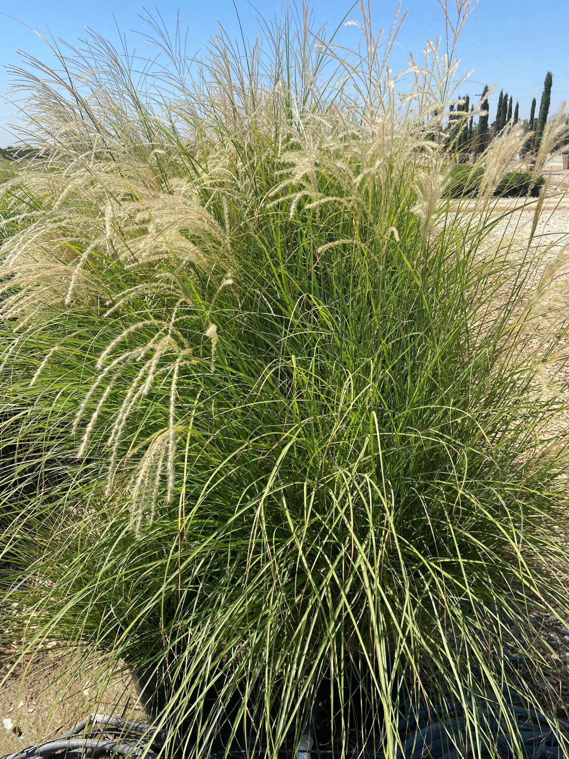 Variegated Maiden Grass - Miscanthus Gracillimus - Pulled Nursery