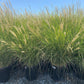 Dwarf Maiden Grass - Miscanthus Sinensis Yaku Jima