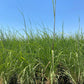 Northern Pampas Grass - Saccharum Ravennae - Pulled Nursery