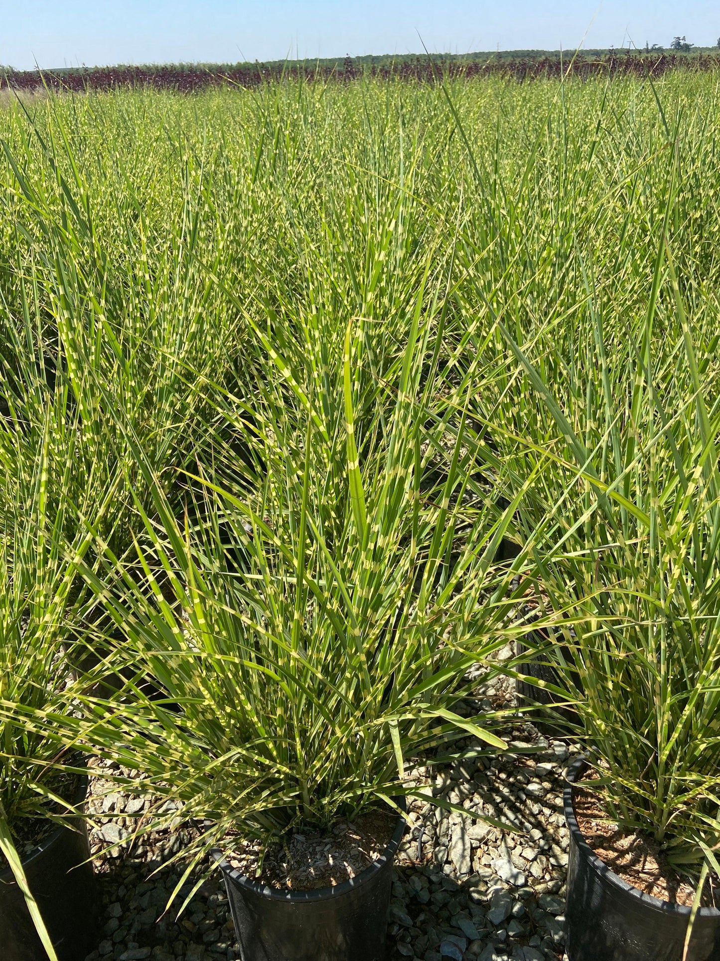 Porcupine Grass - Miscanthus Sinensis Strictus