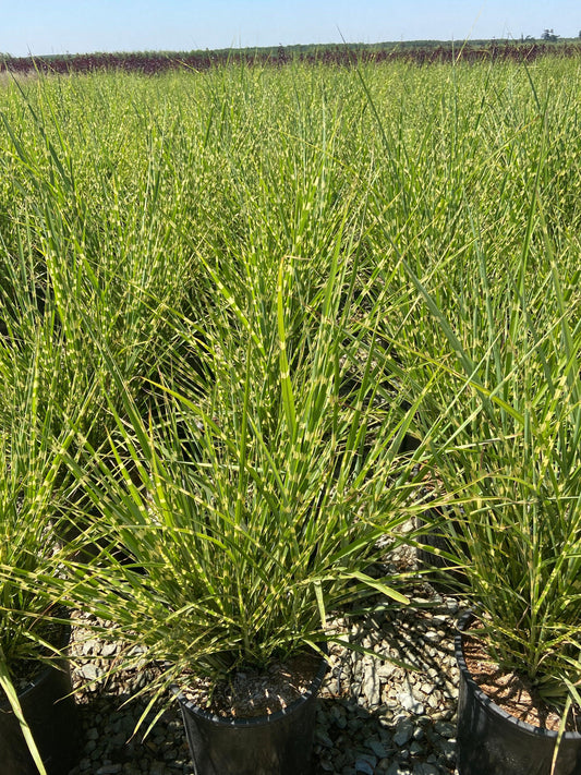 Porcupine Grass - Miscanthus Sinensis Strictus