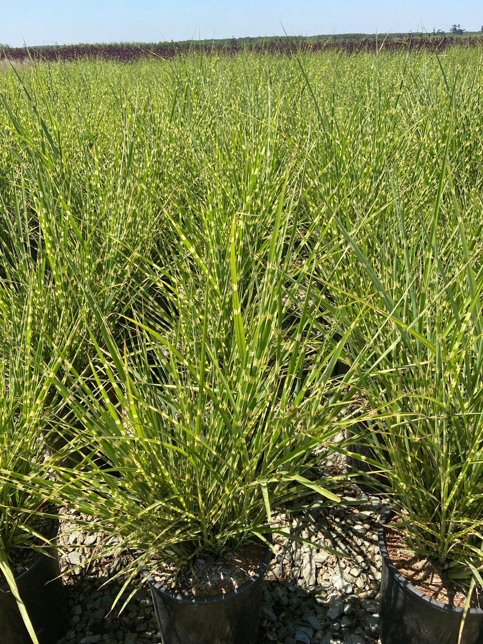 Porcupine Grass - Miscanthus Sinensis Strictus - Pulled Nursery
