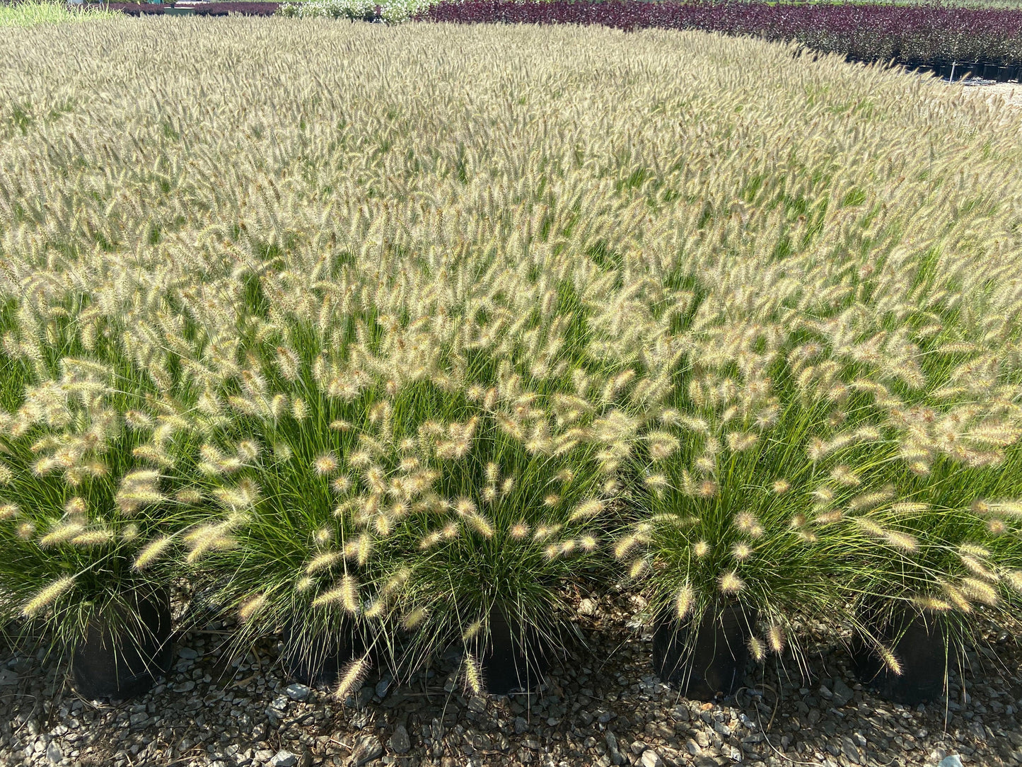 Dwarf Fountain Grass - Pennisetum Alopecuroides Hameln