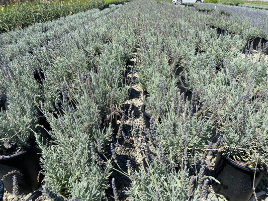 Goodwin Creek Gray Lavender - Lavandula x Ginginsii Goodwin Creek - Pulled Nursery