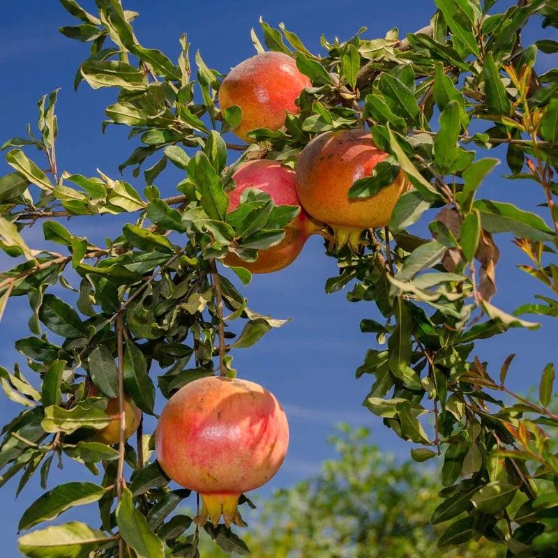 Pomegranate Tree - Pulled Nursery