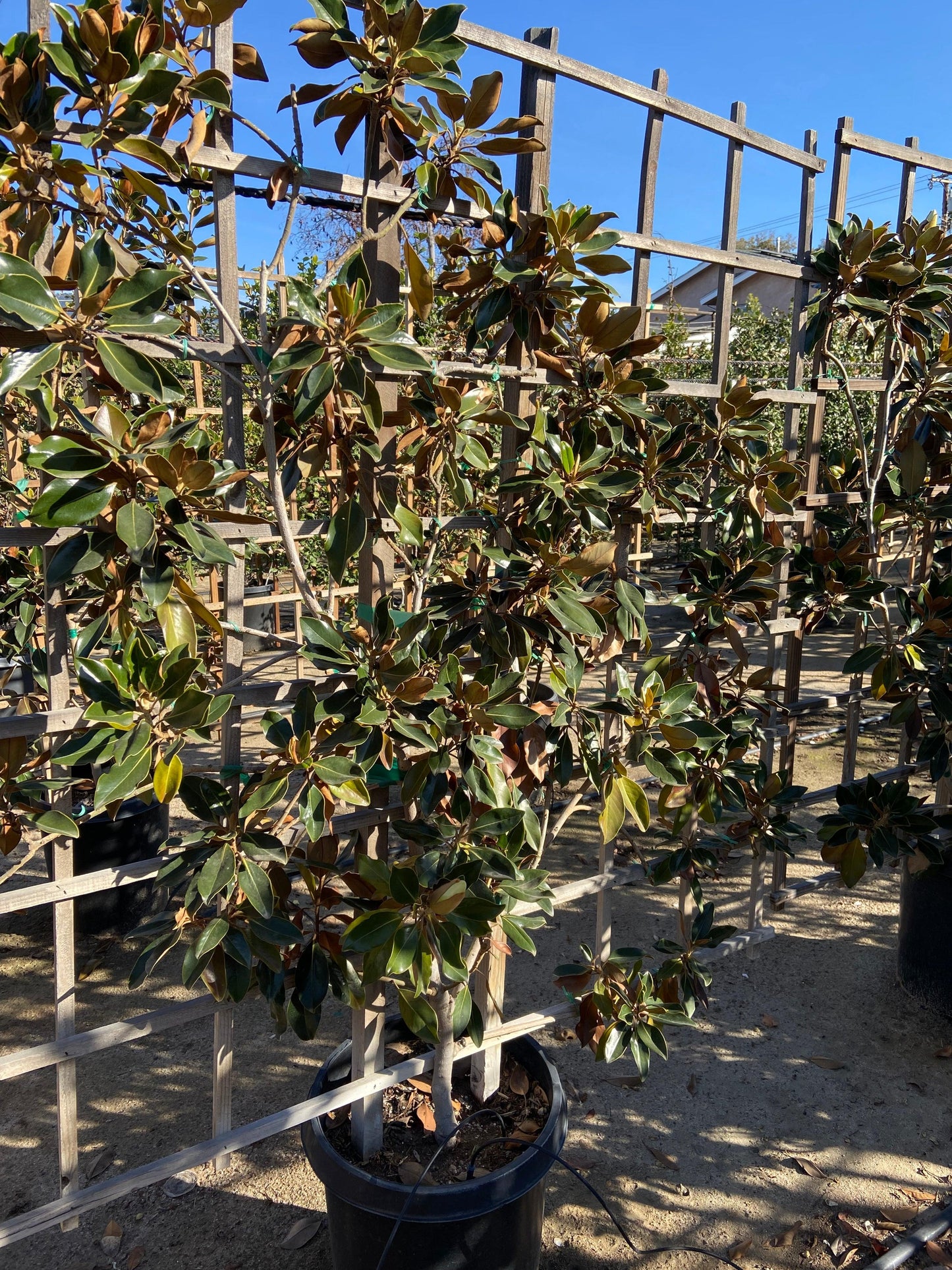 Little Gem Dwarf Southern Magnolia (Magnolia grandiflora 'Little Gem') - Pulled Nursery
