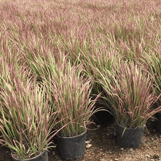 Blood Grass - Imperata cylindrica 'Rubra' - Pulled Nursery