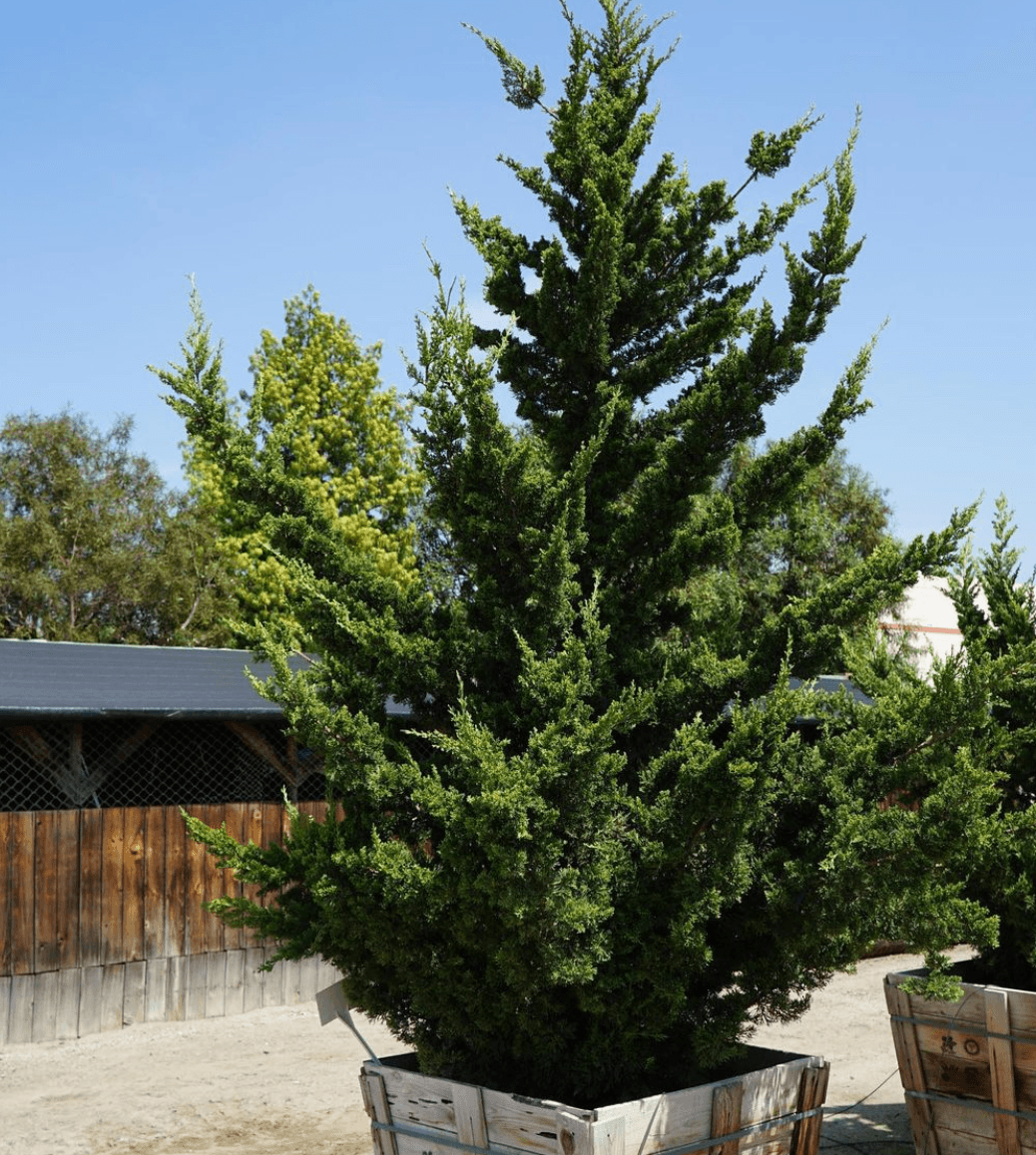 Hollywood Juniper - Juniperus chinensis 'Torulosa’