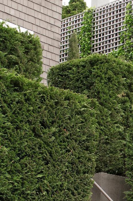 Leyland Cypress (Cupressocyparis leylandii) - Pulled Nursery