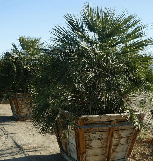 Mediterranean Fan Palm - Pulled Nursery