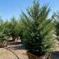 Monterey Cypress - Cupressus macrocarpa - Pulled Nursery