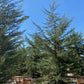 Monterey Cypress - Cupressus macrocarpa - Pulled Nursery