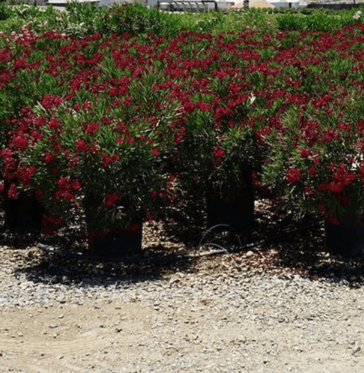 Oleander 'Little Red' - Pulled Nursery