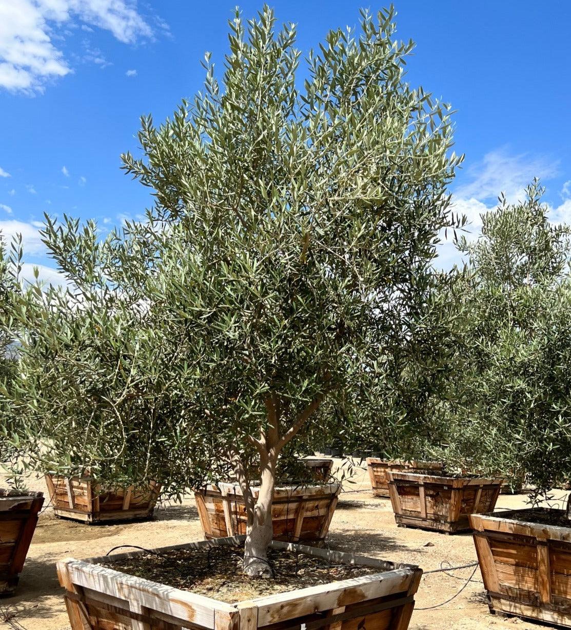 Growing Olive Trees - Outdoor And Indoor Olive Tree Care