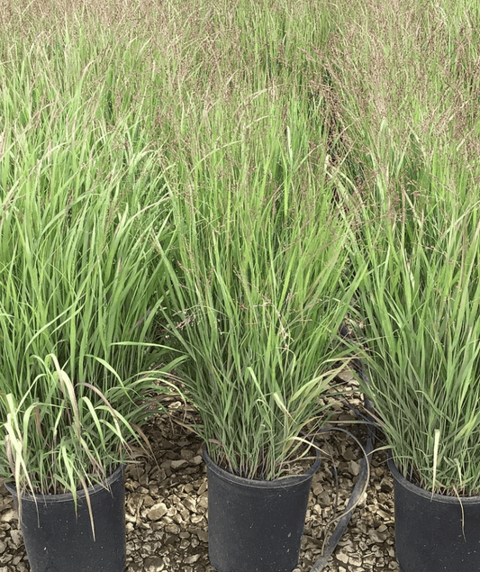Shenandoah Switch Grass - Panicum virgatum 'Shenandoah'
