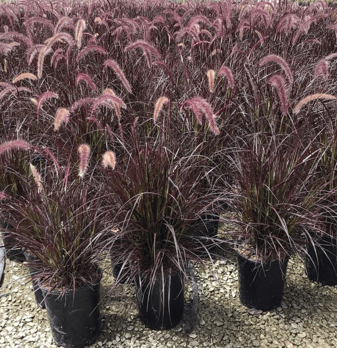 Purple Fountain Grass - Pennisetum setaceum 'Rubrum'
