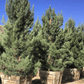 Mondell Pine - Pinus eldarica